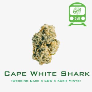 Cape White Shark | Deli Flower