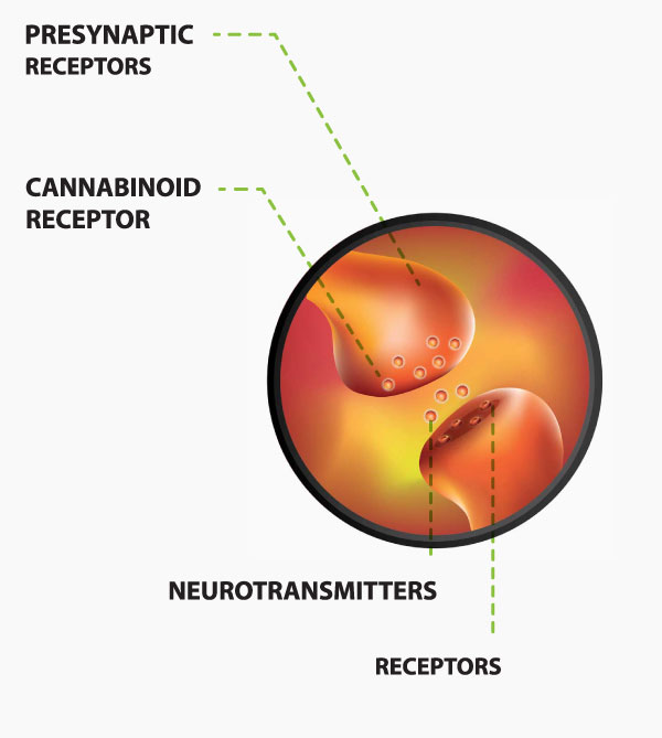 cannabinoid receptors