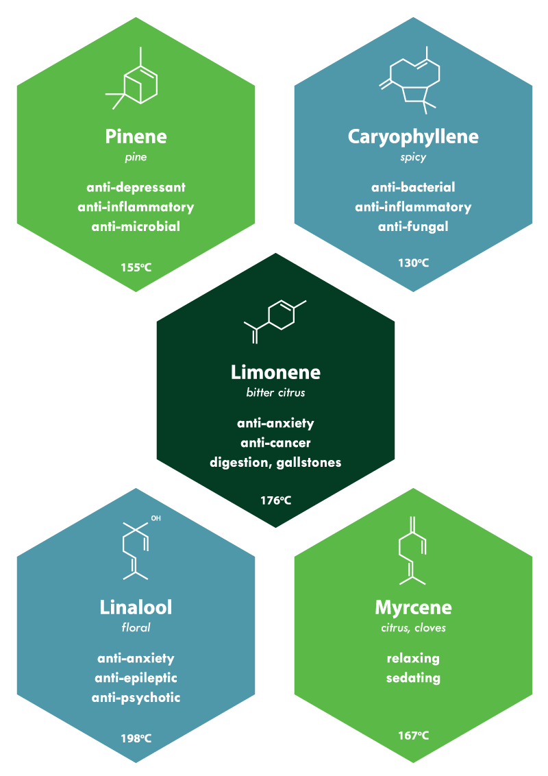 cannabis derived terpenes infographic