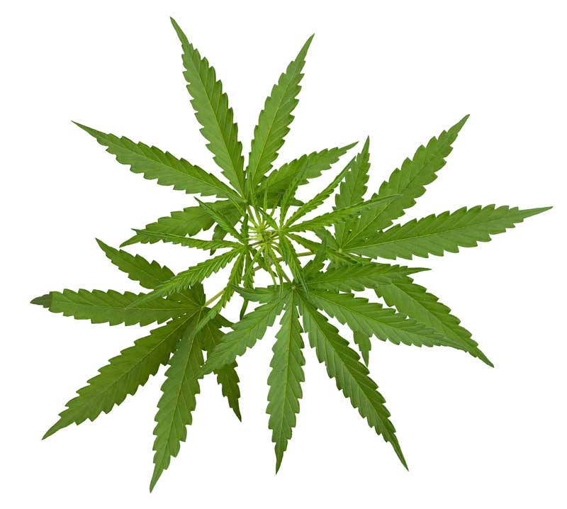 cannabis ruderalis strains