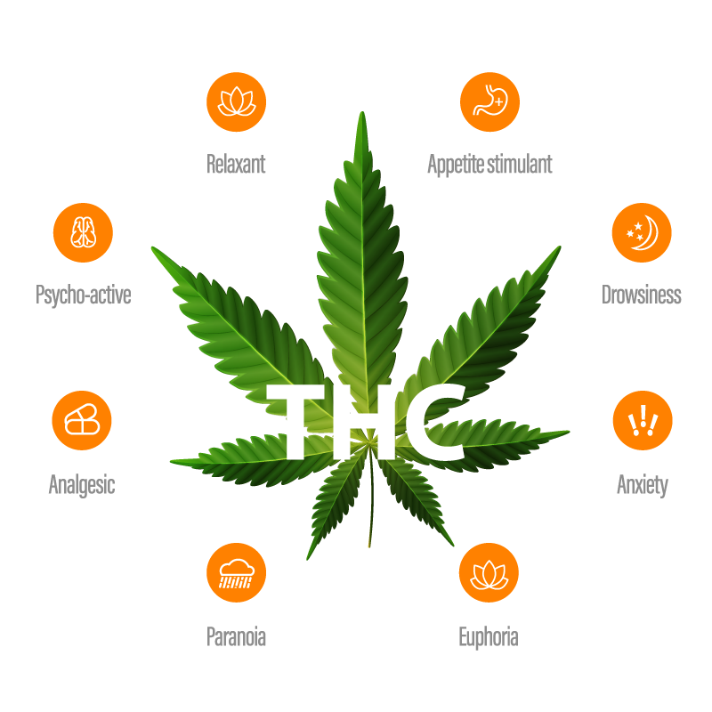 cbd vs thc strain effects: THC infographic