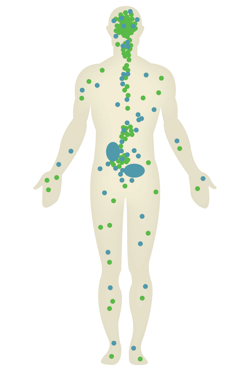 cbn cannabinoid receptors; the human endocannabinoid system