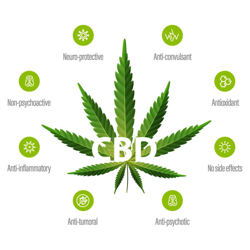 difference between cbd and thc: CBD infographic