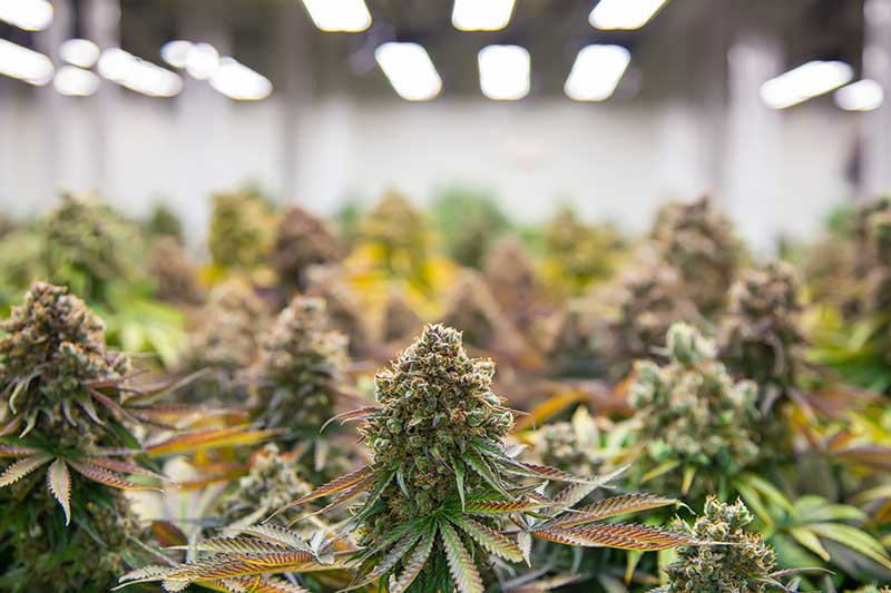 indica sativa hybrid ruderalis strain: cannabis grow facility