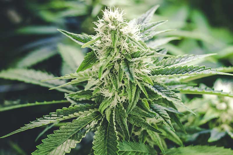 indica vs sativa strain guide: cannabis plant photo