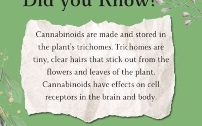 Unlock the secrets of trichomes! These tiny, glandular wonders on canna flowers are the powerhouse behind cannabinoids, terpenes, and flavonoids. Resin-packed, trichomes contain THC, CBD, and other medicinal goodies, paving the way for a smokeless revolution. Dive into our world and explore the magic under our microscopes—discover the beauty and benefits in every flower we offer! #Boston #Brookline #Education #cannabiscommunity #Trichomes #Didyouknow #funfacts #microscopicmonday #cannabinoids #commavecanna