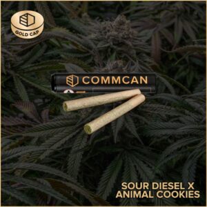 Sour Diesel x Animal Cookies | Pre-Roll 2pk | 1g