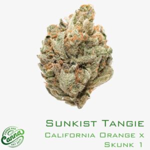 Sunkist Tangie | Small Buds | 3.5g