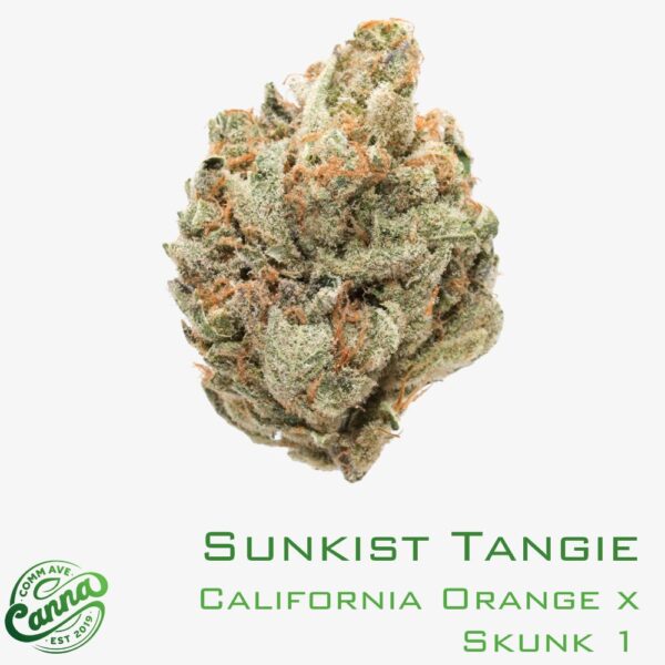 Sunkist Tangie | Small Buds | 7g