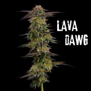 Lava Dawg | Flower | 3.5g