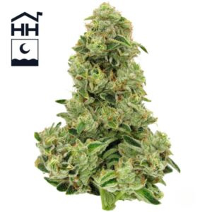 Motorbreath | Flower | 3.5g