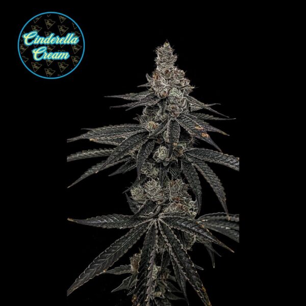 Cinderella Cream | Flower | 3.5g
