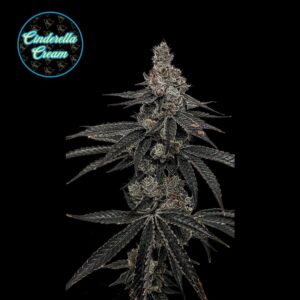 Cinderella Cream | Flower | 3.5g