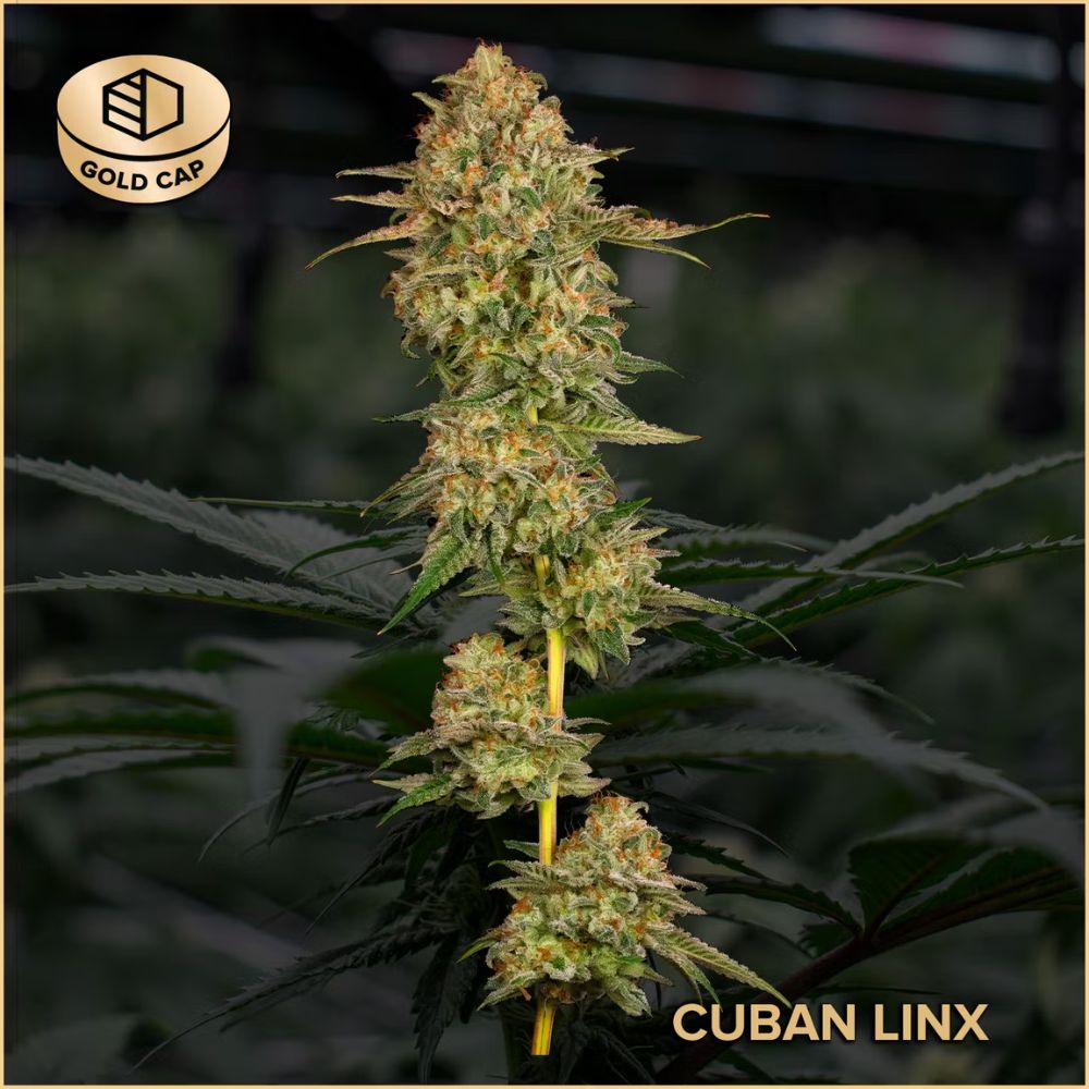 cuban linx | flower | 3.5g | comm ave canna Cuban Linx | Flower | 3.5g