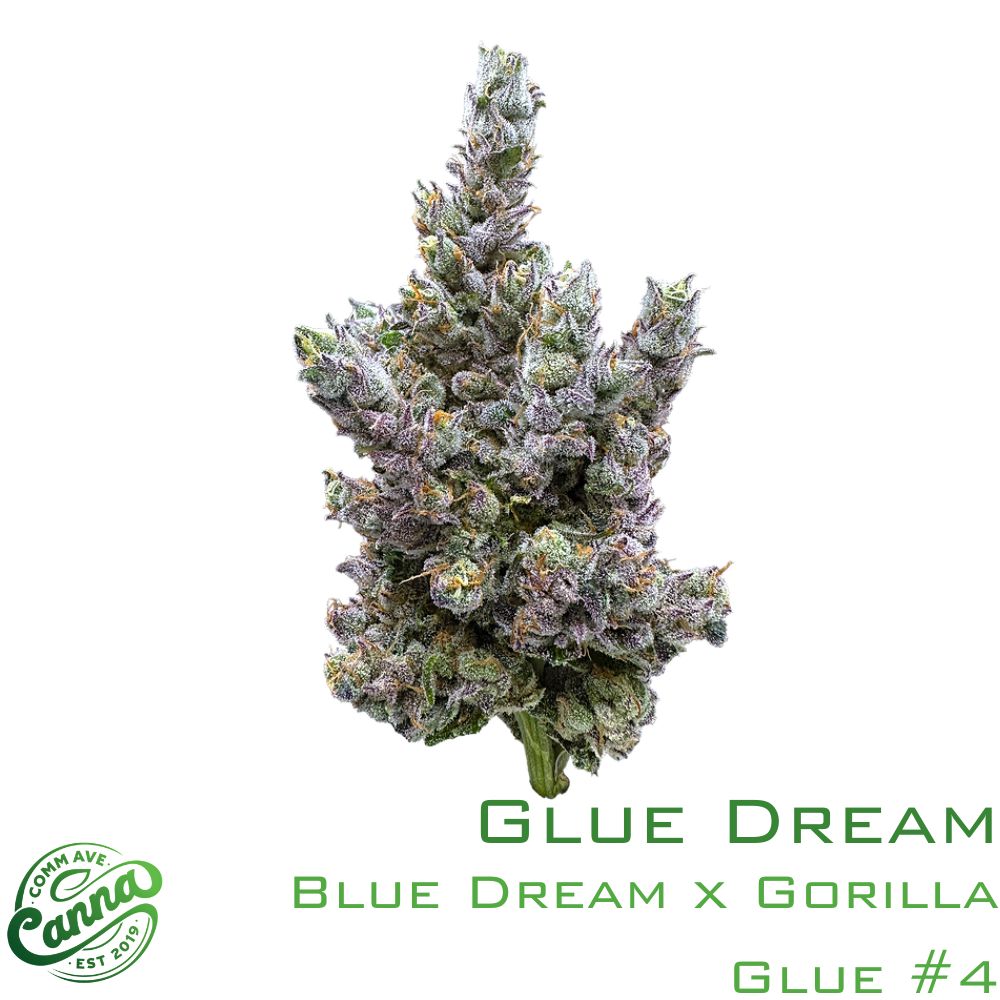 glue dream | shake | 7g | comm ave canna Glue Dream | Shake | 7g