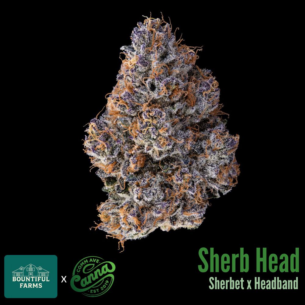 sherb head | small buds | 3.5g | comm ave canna Sherb Head | Small Buds | 3.5g