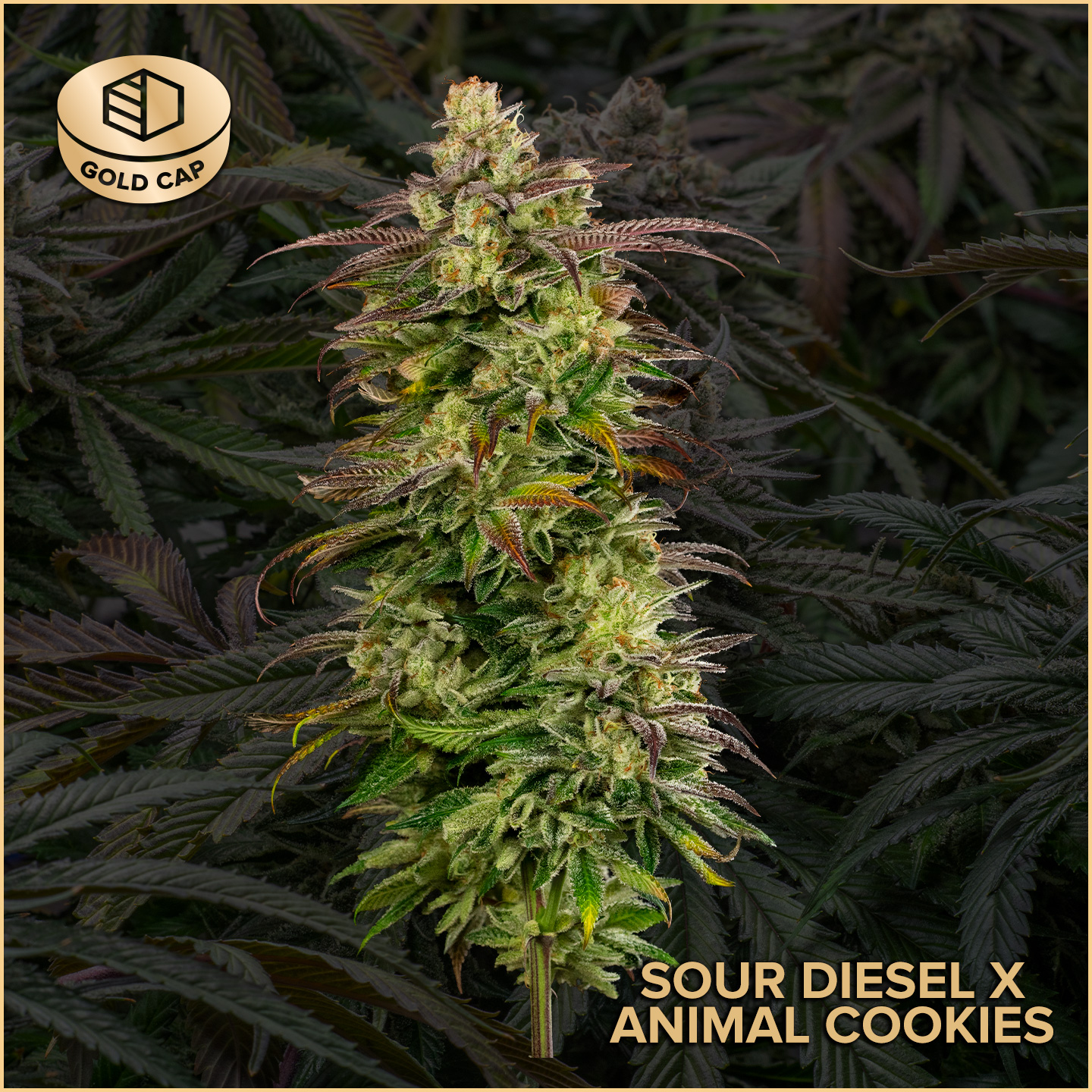 Sour Diesel x Animal Cookies | Flower | 3.5g