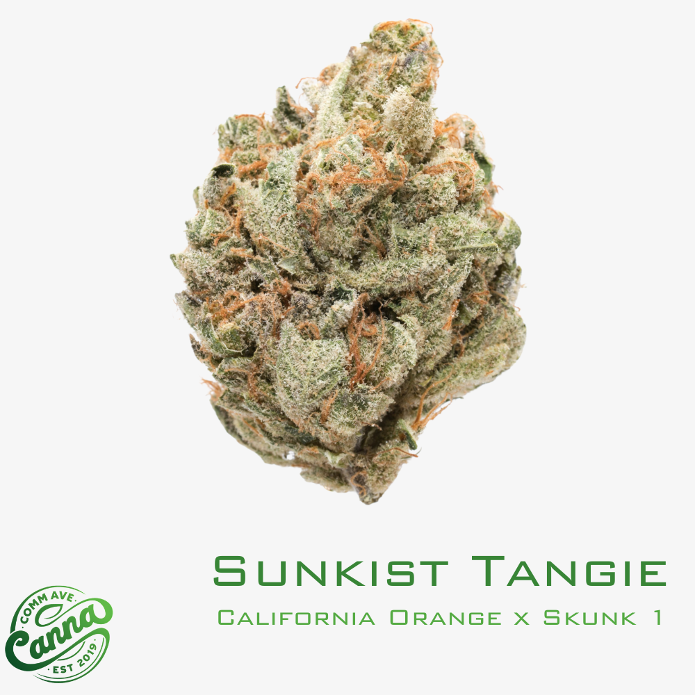 sunkist tangie | small buds | 3.5g | comm ave canna Sunkist Tangie | Small Buds | 3.5g