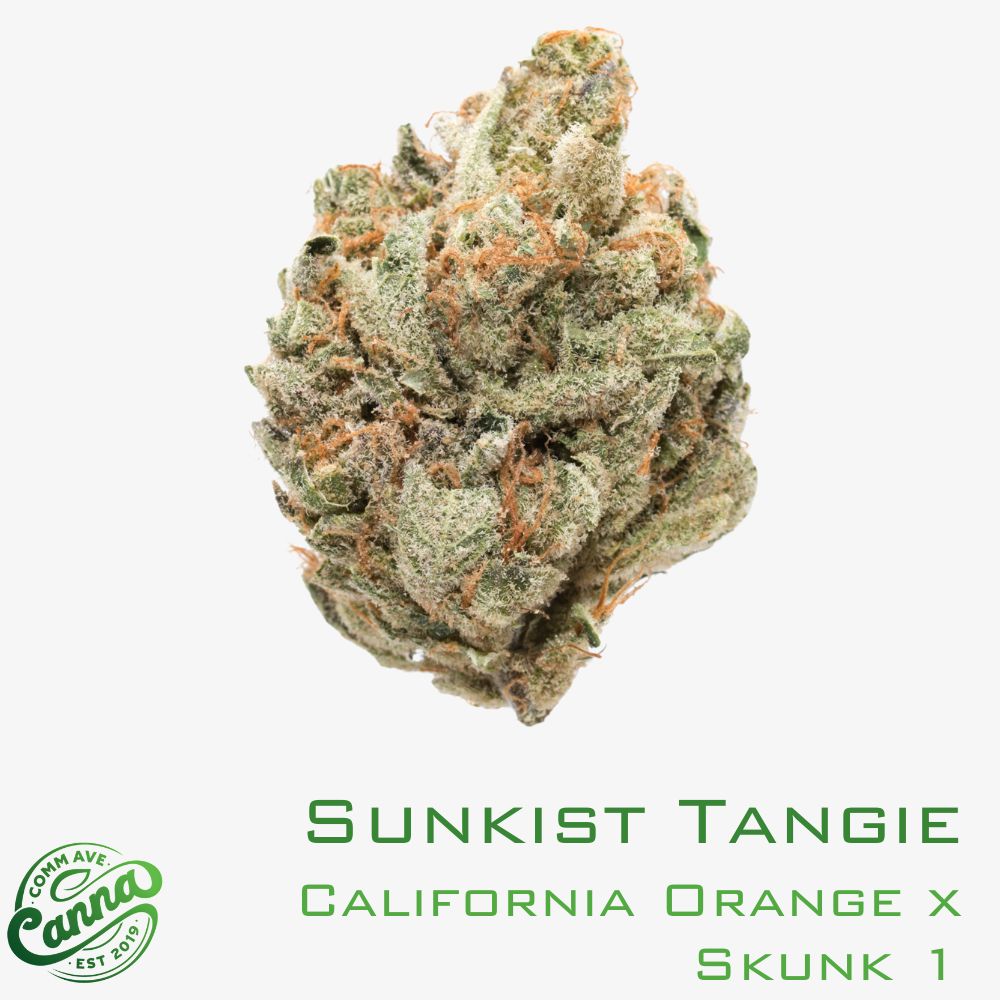 sunkist tangie | small buds | 7g | comm ave canna Sunkist Tangie | Small Buds | 7g
