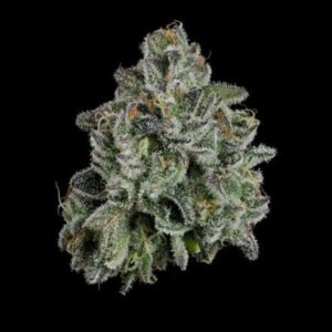 Whoopie Pie (I) | Small Buds | 3.5g