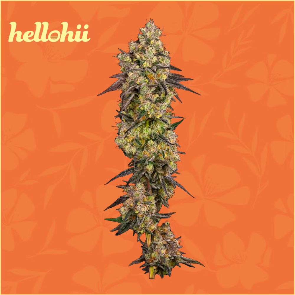 Why U Gelly | Flower | 3.5g