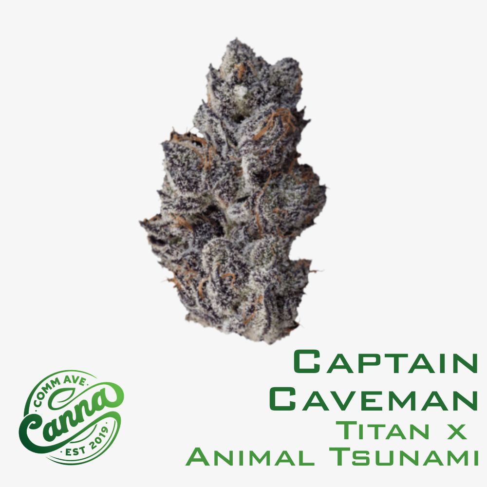 captain caveman | premium flower | 3.5g | comm ave canna Captain Caveman | Premium Flower | 3.5g