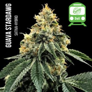 Guava Stardawg (SH) | Deli Flower