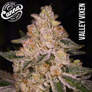 Valley Vixen | Flower | 7g