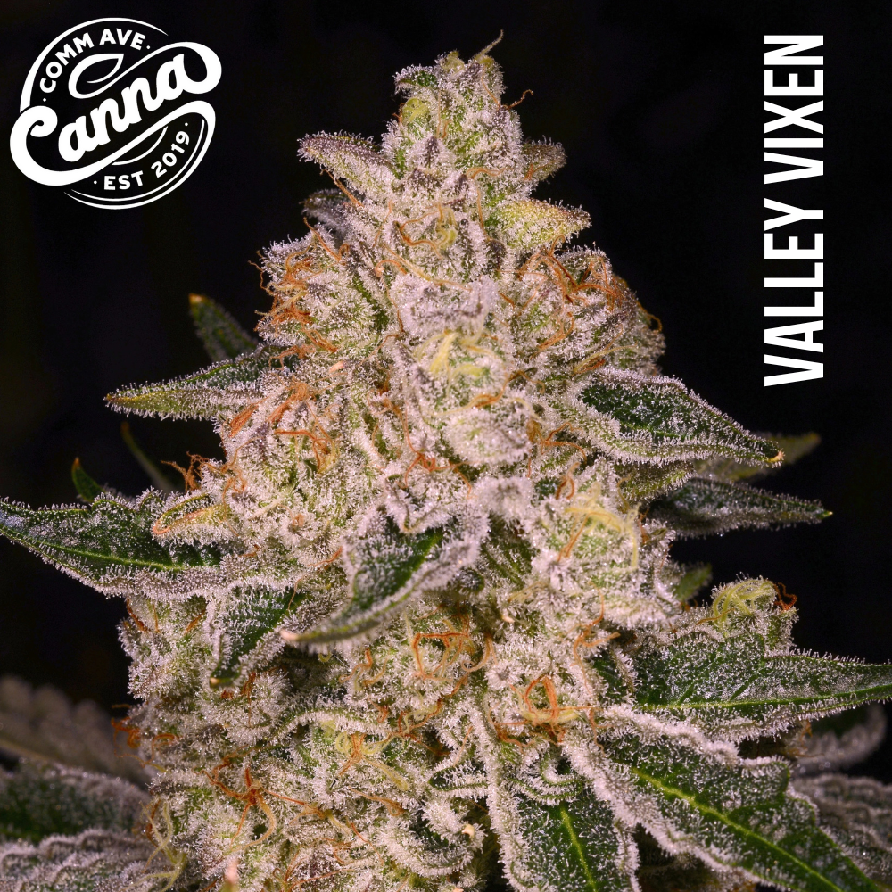 Valley Vixen | Flower | 7g