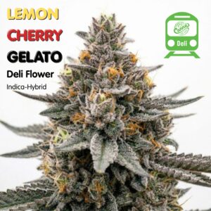 Lemon Cherry Gelato (IH) | Deli Flower