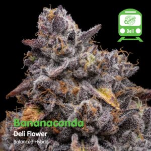 Bananaconda (H) | Deli Flower
