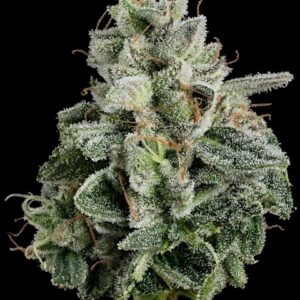 Pie Dough (IH) | Smalls | 7g