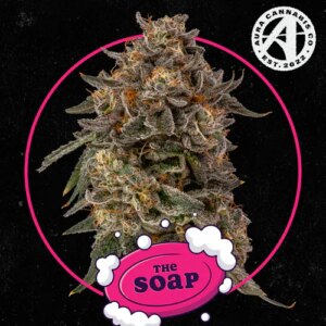 The Soap (H) | Flower | 3.5g