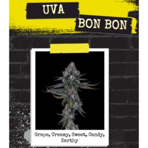 Uva Bon Bon (H) | Flower | 3.5g